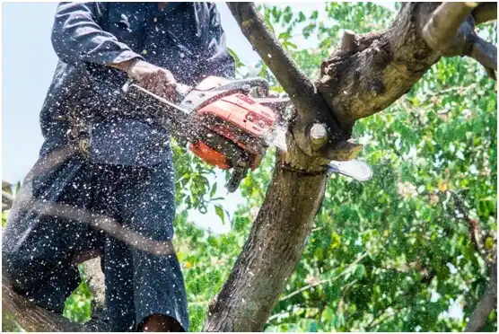 tree services Yale